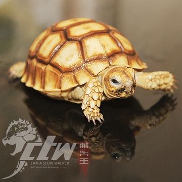 苏卡达 乌龟 宠物龟活体 陆龟活体 素食龟 水龟 观赏龟 吃菜龟苗