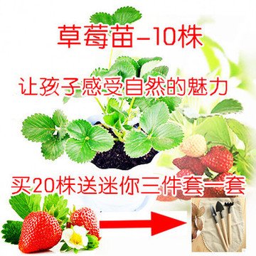 【天天特价】四季结果草莓苗 盆栽庭院种植 基地直销 10株价格