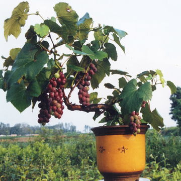 盆栽葡萄苗葡萄树苗 金手指葡萄南方北方种植果树苗当年结果庭院