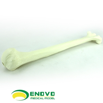 ENOVO正品骨科Sawbone肱骨人工皮质骨松质骨模型骨科植入仿真模型