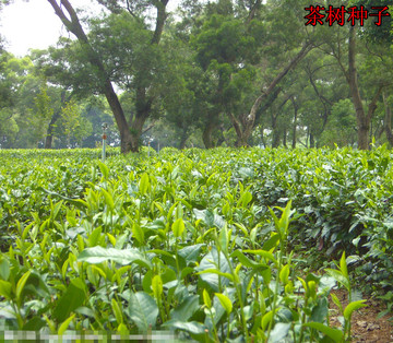 特价出售新采绿茶种子 茶种子 茶树种子 茶叶种子 茶树籽 绿茶籽
