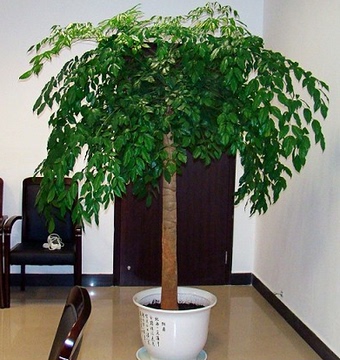室内大幸福树平安树大型植物客厅办公室盆栽绿宝观叶盆景幸福树