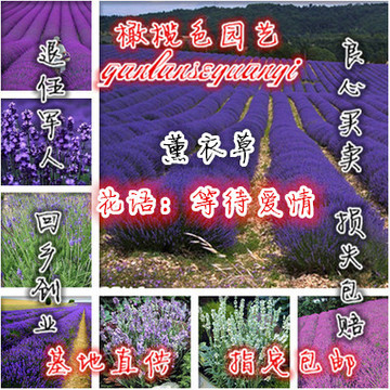 紫色薰衣草种子普罗旺斯香草花卉盆栽植物包开花100粒装包邮