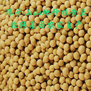打豆浆专用 非转基因大豆 农家农户 自种自产 有机小黄豆 发豆芽
