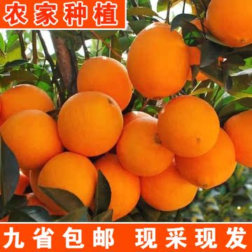 正宗赣南脐橙20斤新鲜水果现摘现发果园直供橙子孕妇甜橙多汁有机