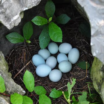 重庆酉阳土特产生态养殖乌鸡绿壳蛋土鸡蛋孕妇儿童老年30个包邮