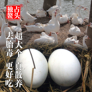 鹅蛋新鲜 农家散养大白鹅蛋 三年老鹅150-170g/枚大蛋土鹅蛋种蛋
