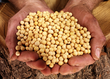 农家农产品大豆干黄豆自家种土特产