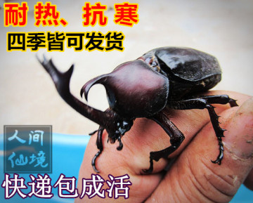 独角仙幼虫L3 新手套餐 另类宠物甲虫蜘蛛昆虫活体【2只】