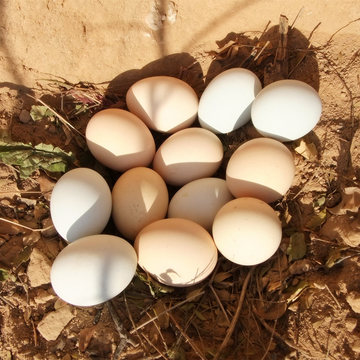 土鸡蛋30枚农村散养柴鸡蛋正宗土鸡蛋笨鸡蛋虫草鸡蛋月子鸡蛋包邮