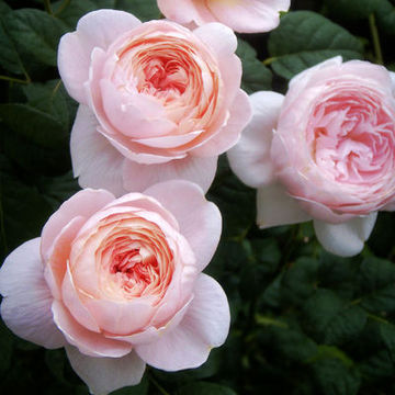 【花梦谷园艺】欧月 日月 月季花苗 进口月季 绿植玫瑰 花卉盆栽