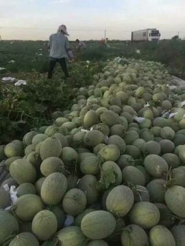 正宗新疆特产哈密瓜甜瓜 新鲜水果产地直供2个装约1.7-2kg/个包邮