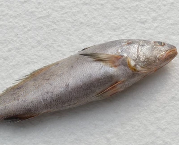 吕四野生米鱼 新鲜鮸鱼 鳘鱼 营养丰富 东海海鲜 500克 鲜美