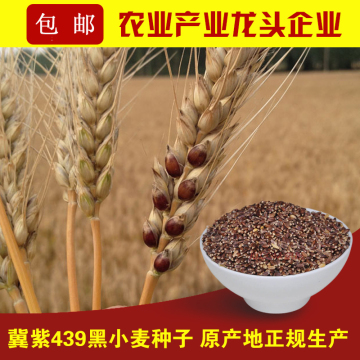 黑小麦种子 原产地无公害黑麦高营养小麦 带壳杂粮黑小麦