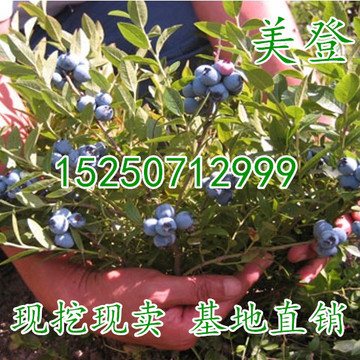 全场秒杀 盆栽蓝莓果树苗/矮丛-美登 蓝莓苗.包结果 南北方种植