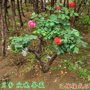 树状月季 山木香 红刺藤嫁接树状月季玫瑰 已嫁接成品