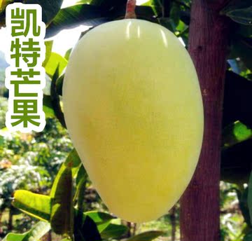 四川攀枝花 凯特芒果 甜品店专用芒果3500克 多送半斤备用果 包邮