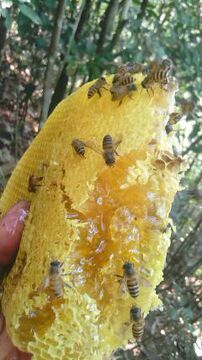 深山纯天然蜂蜜 美容养颜百花蜜 无添加任何物质的纯蜂蜜