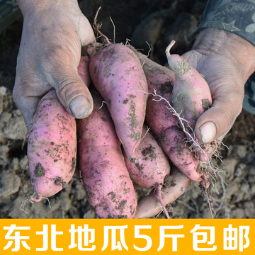 【吉田农场】东北地瓜现挖 新鲜地瓜薯黑龙江农家红薯甜山芋5斤