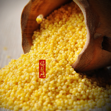 【临县网】山西临县特产 黄小米真空装 500g 杂粮 新米 吃的小米