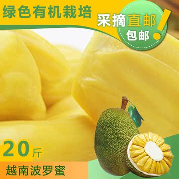 海南三亚新鲜现摘干苞菠萝蜜热带水果木菠萝18-23斤左右一个包邮