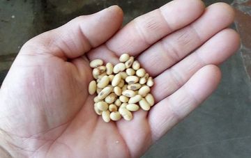 山西省临县农家老品种有机肾形黄豆最佳打豆浆原料特价三斤包邮