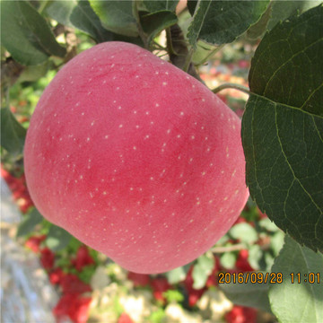 陕西苹果洛川红富士新鲜苹果水果5斤包邮吃的有机苹果纯天然