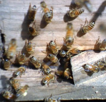 蜂蜜 纯天然 农家自产传统加工500g 3斤起包邮 深山林区采割　