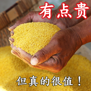 陕北延安小米农家自产黄小米有机的杂粮2015新小的米月子米宝宝米