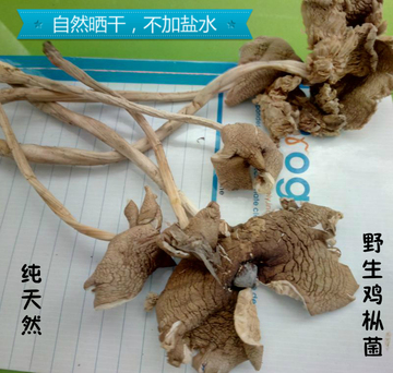 野生鸡枞菌伞把菇特级干货散装四川巴中特产蘑菇汤味鲜美50克停售