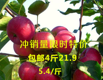 东北水果黑龙江特产野生新鲜大秋果沙果123果小苹果4斤装包邮