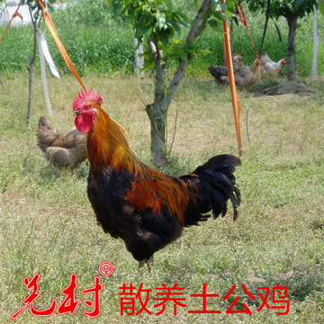 汶川特产羌村农家自养草鸡散养原始森林土公鸡肉健康绿色顺丰包邮