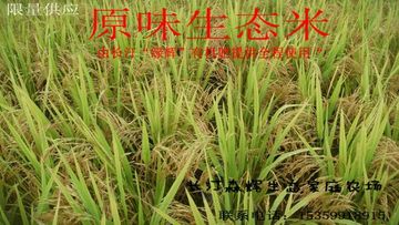 预售---米有机米生态米10斤