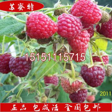 美国双季红树莓 苏蜜特树莓苗 大果型树莓产量高 庭院盆栽果树苗